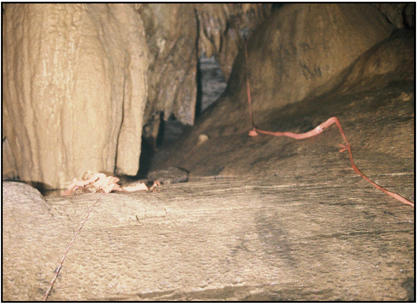 Example of fixed point photography for cave conservation